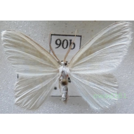 Jodis putata (Linnaeus, 1758) Czech90b